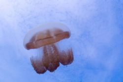 Jellyfish lake by Tom Meyer 